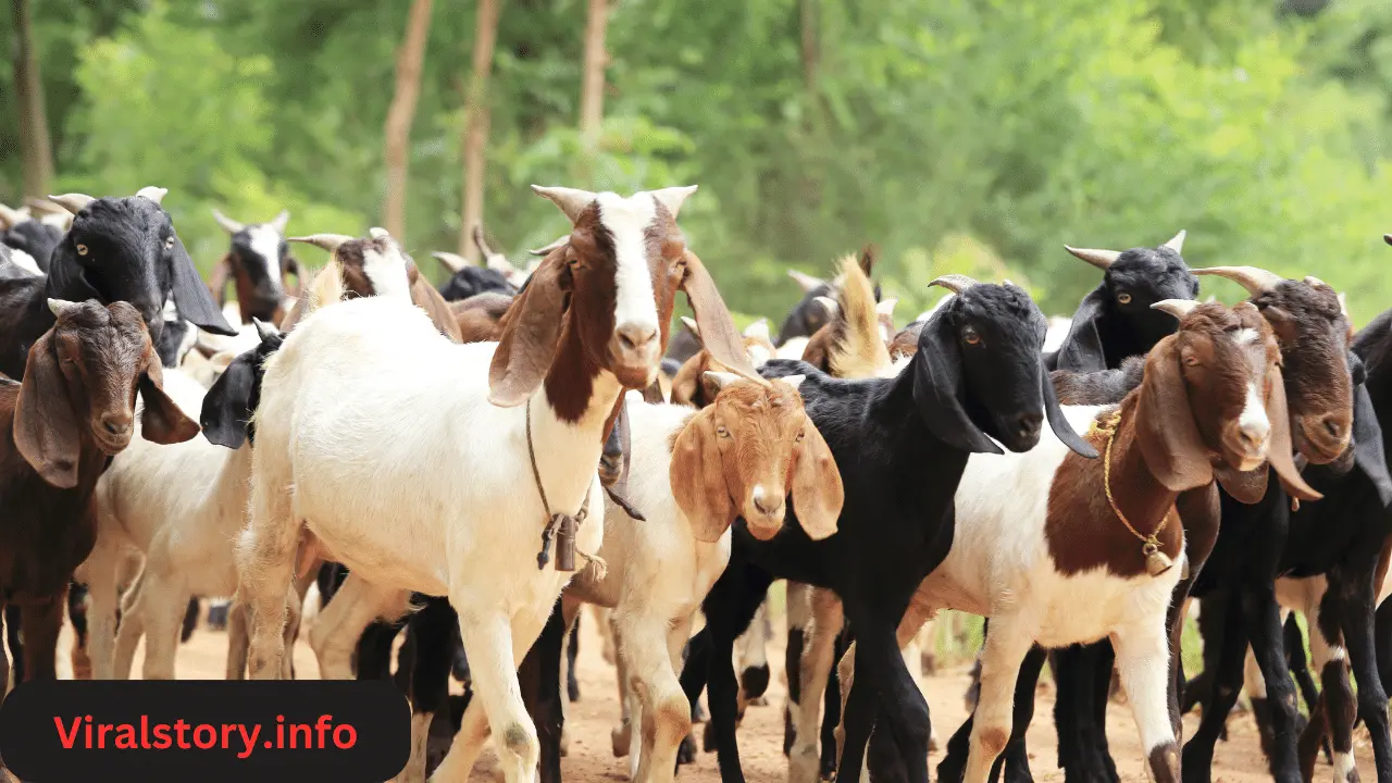 Goat Feed Business: समग्र अध्ययन और मुनाफा का मार्गदर्शन